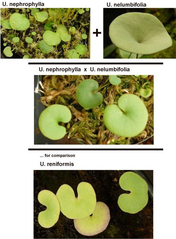 Unephroxnelumbi052712RS.jpg