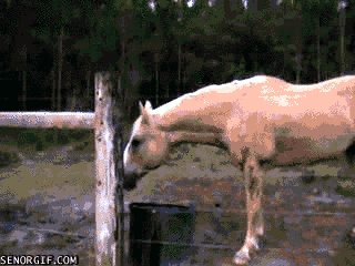 [Image: funny-gifs-holy-cow.gif]