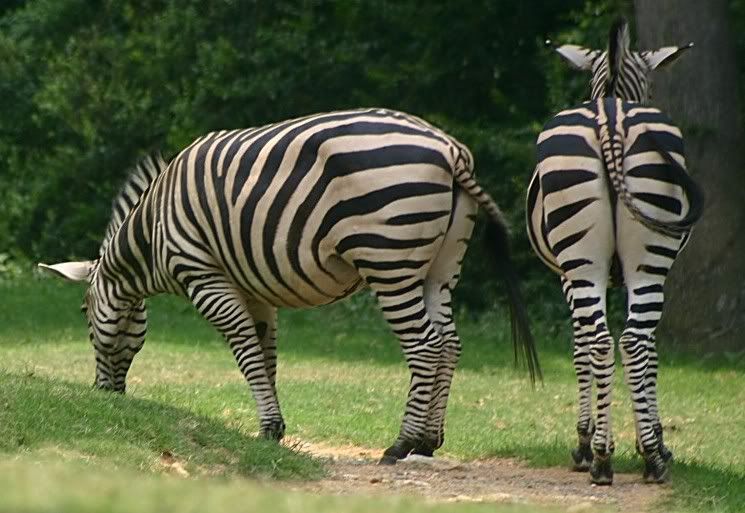 IMAGE: http://i17.photobucket.com/albums/b92/CammiNoelle/IMG_5853.jpg