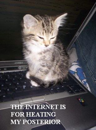 buttcatfp7.jpg
