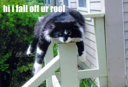 hump_day.jpg