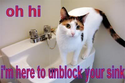 sinkcatcv3.jpg