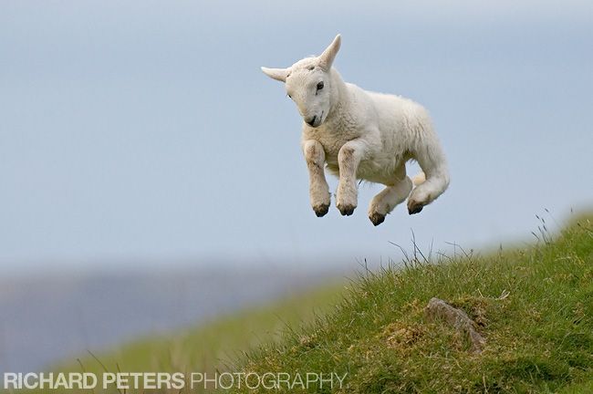 bouncylamb.jpg