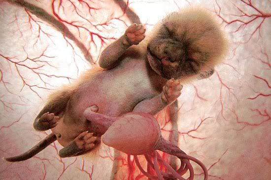 images of babies in the womb week by week. A Chihuahua foetus in the womb