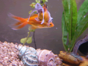 Pebbles-and-Coral.gif