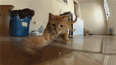 Cat-chasing-laser-light.gif