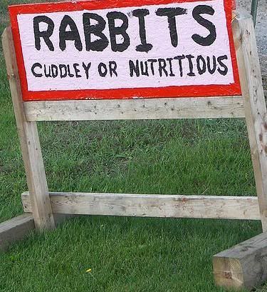 rabbits.jpg