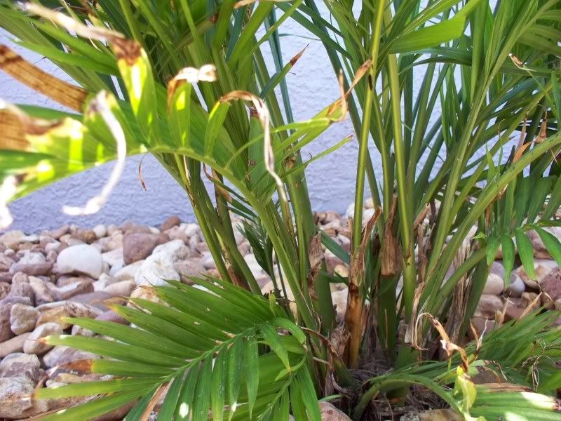 Cat Palm vs. Areca how can you tell the difference