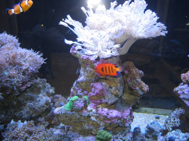 POPMPOMXENIA_zpsc18758c5.jpg