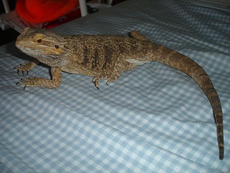 SaphiraPics002.jpg