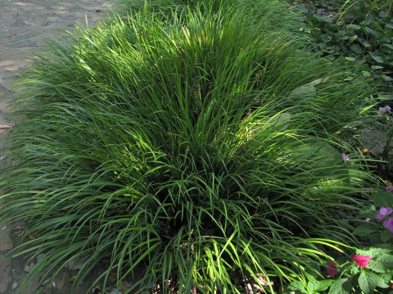 Tall Decorative Grass
