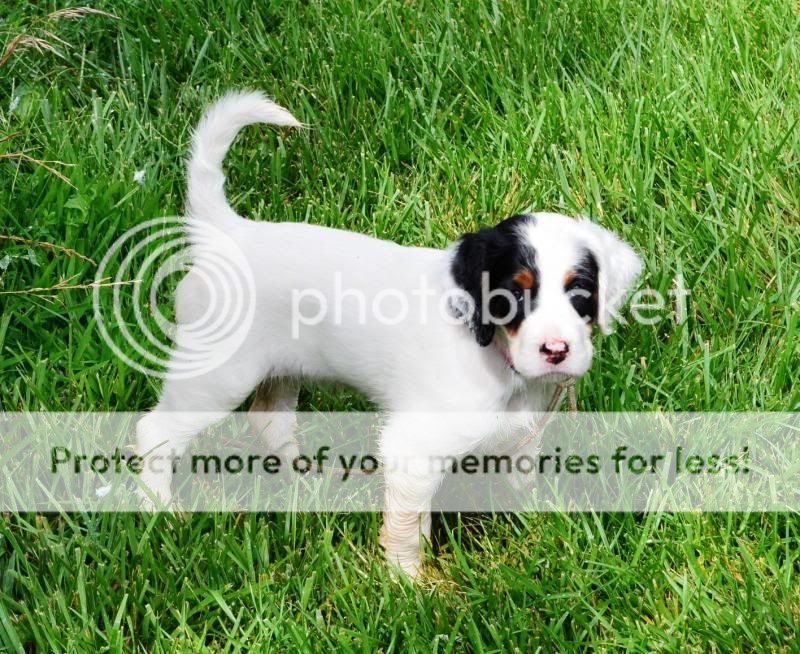 Photos of my 6 week old setter pup | Shotgun Forum