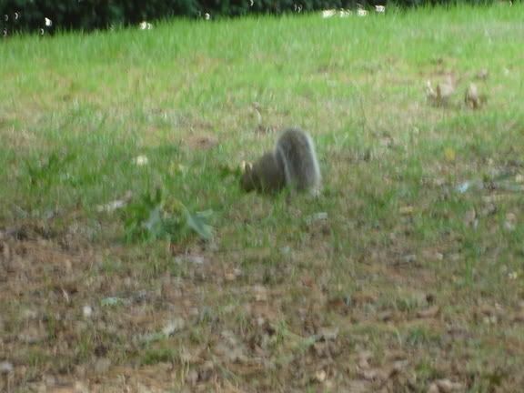 squirrel