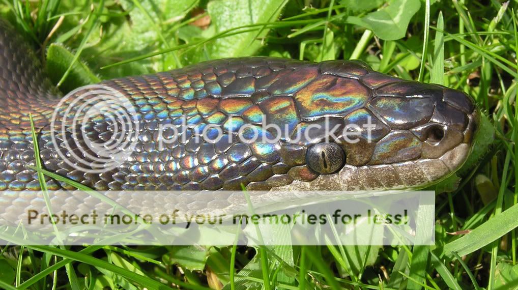 Water python care? | Aussie Pythons and Snakes