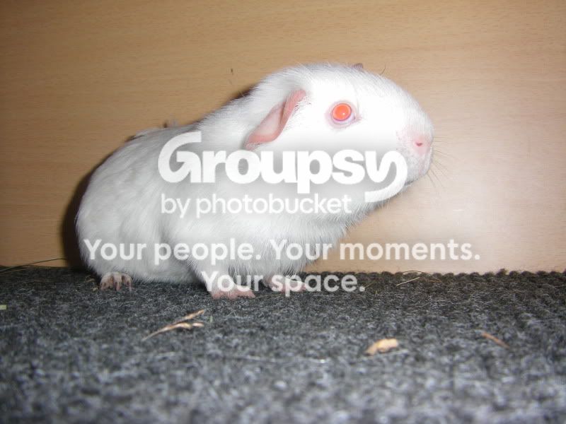 STH71265.jpg