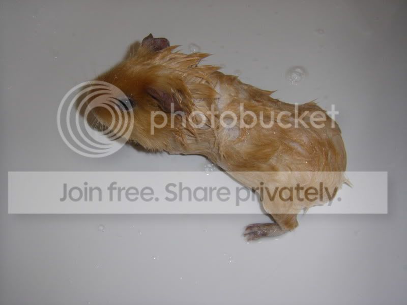 STH71406.jpg