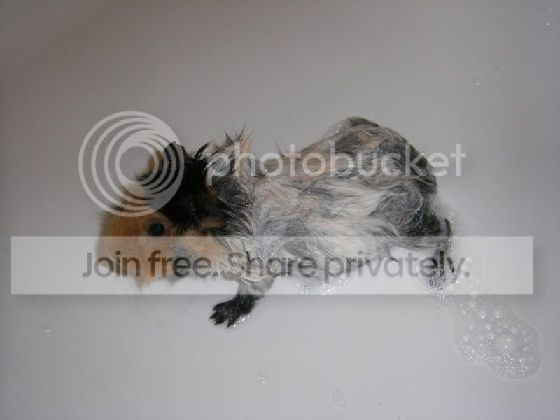 STH71408.jpg