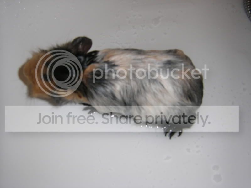 STH71409.jpg