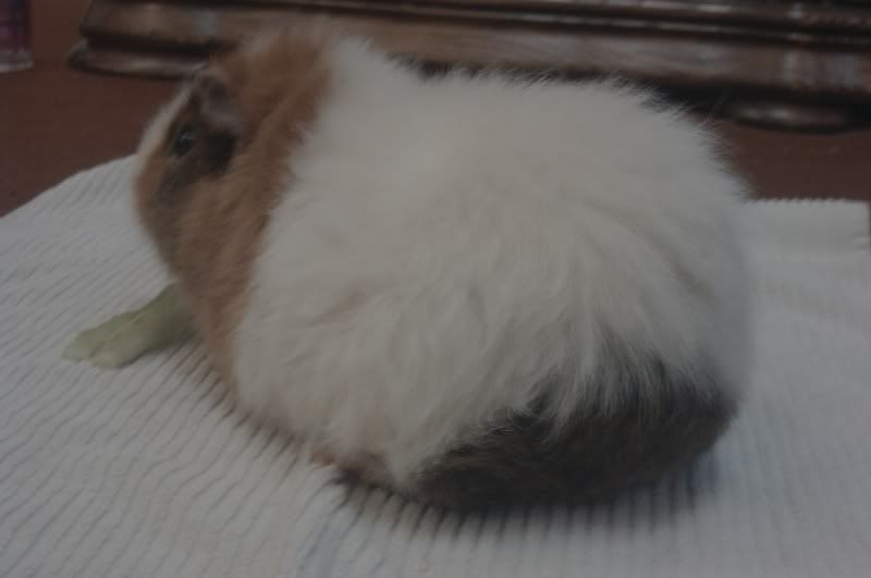 IMAG0484.jpg
