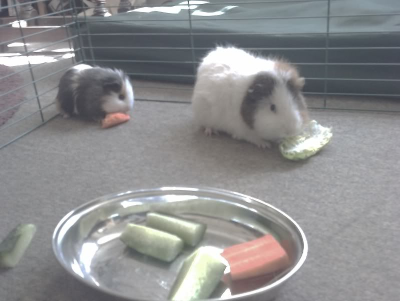 IMAG0809.jpg