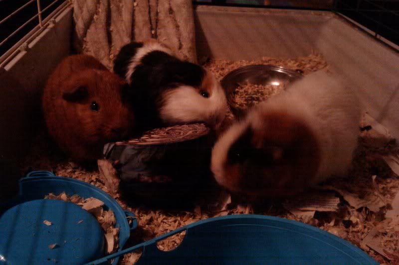IMAG0878.jpg