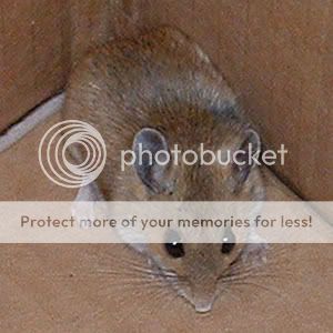 https://i17.photobucket.com/albums/b84/kcos45/mouse.jpg