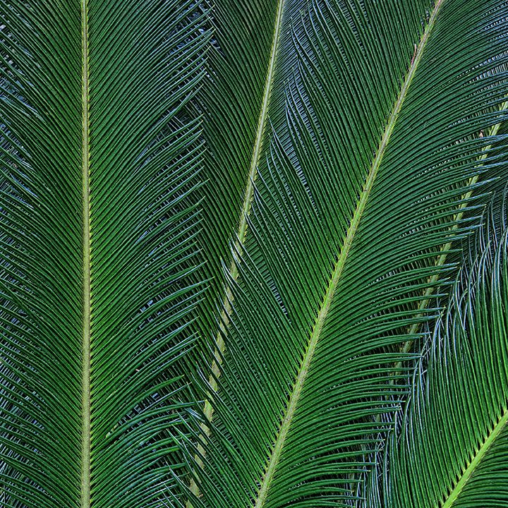 Sago Palm - Dyxum