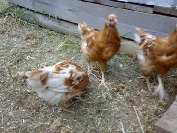 Backyard Poultry Forum • View topic - Sold to me as Isa Brown